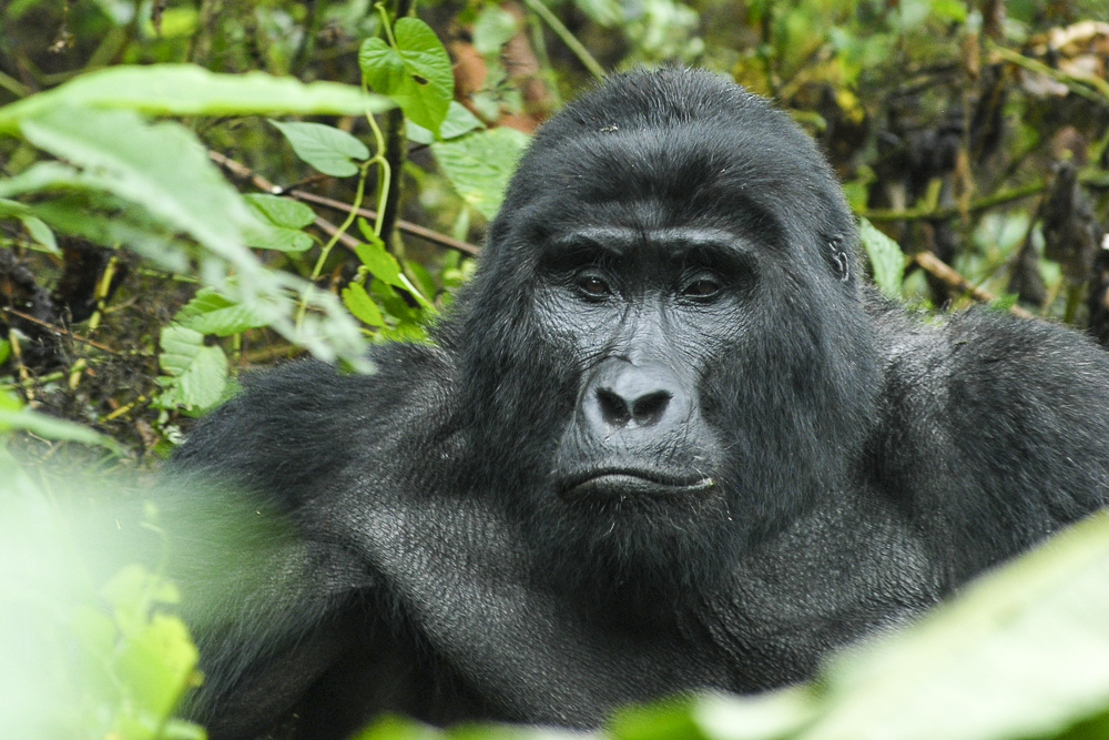 Gorilla trekking in ugan da