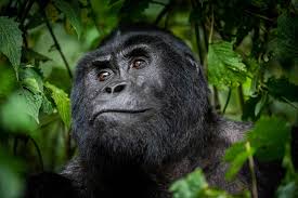 4 Days Double Gorilla Trekking Rwanda